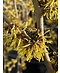 Venovi GmbH Lichtmess Zaubernuss 'Pallida' - Mehrstämmig | Hamamelis Intermedia 'Pallida'
