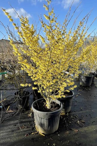 Lichtmess Zaubernuss 'Pallida' - Mehrstämmig | Hamamelis Intermedia 'Pallida'