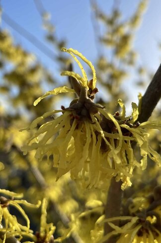 Zaubernuss 'Pallida' | Hamamelis intermedia 'Pallida'
