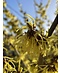 Venovi GmbH Zaubernuss 'Pallida' | Hamamelis intermedia 'Pallida'