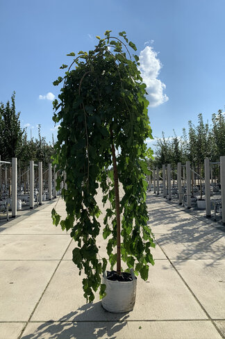 Hängender Maulbeerbaum 'Pendula' | Morus alba 'Pendula' Hängender Maulbeerbaum 'Pendula' | Morus alba 'Pendula'