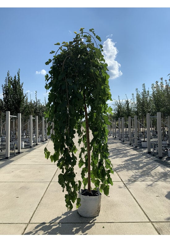Hängender Maulbeerbaum 'Pendula' | Morus alba 'Pendula'