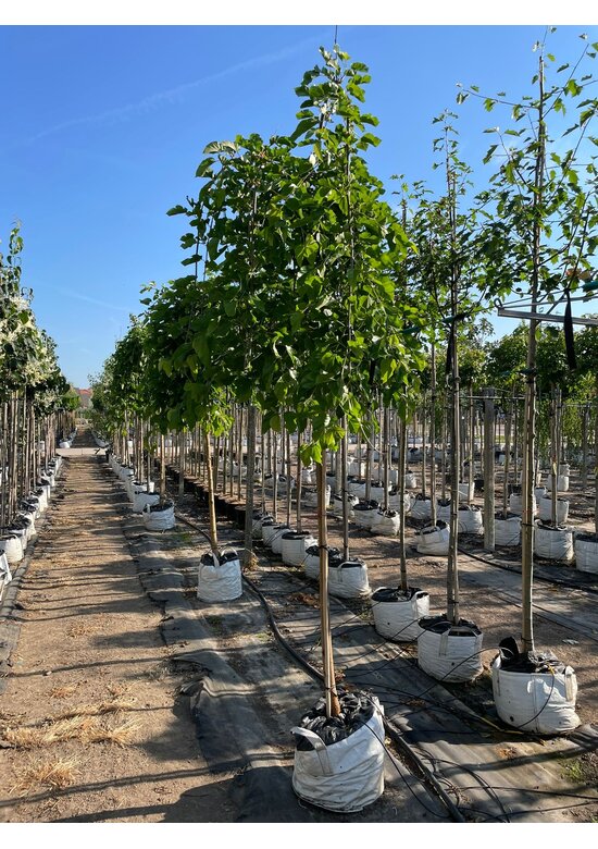 Hängender Maulbeerbaum 'Pendula' | Morus alba 'Pendula'