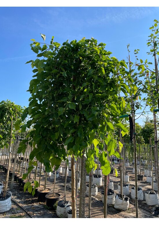 Hängender Maulbeerbaum 'Pendula' | Morus alba 'Pendula'