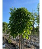 Hängender Maulbeerbaum 'Pendula' | Morus alba 'Pendula'