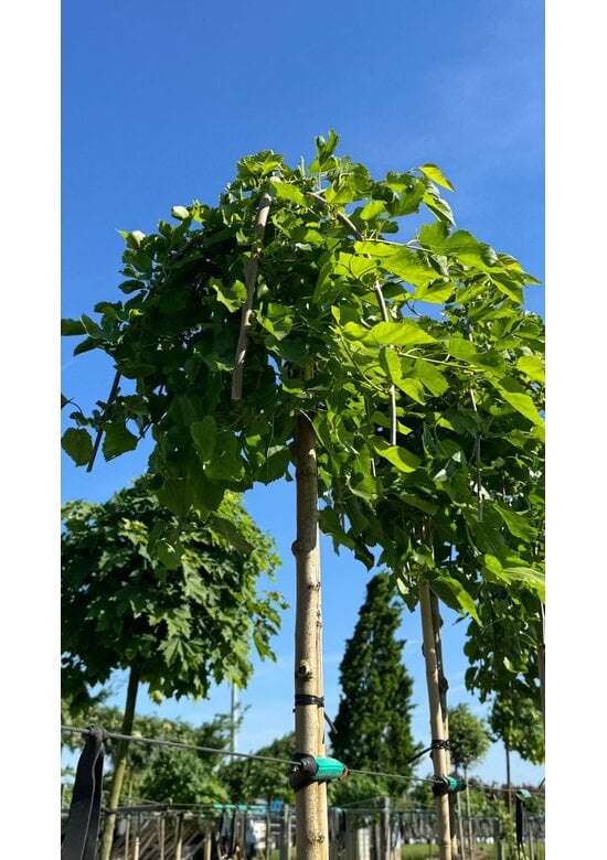 Hängender Maulbeerbaum 'Pendula' | Morus alba 'Pendula'