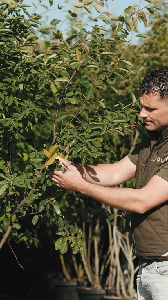 Wie pflegt man einen mehrstämmigen Baum?