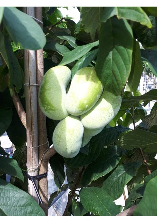 Indianerbanane - Pawpaw 'Overlese' | Asimina triloba 'Overlese'