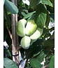 Indianerbanane - Pawpaw 'Overlese' | Asimina triloba 'Overlese'