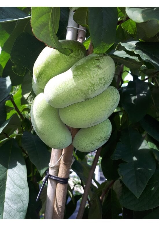 Indianerbanane - Pawpaw | Asimina triloba