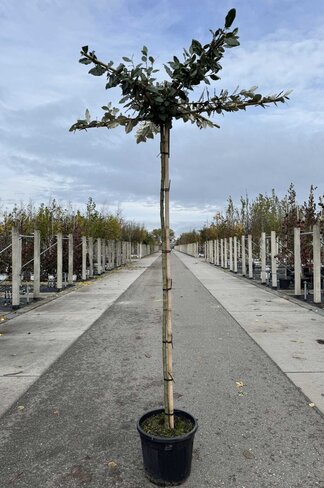 Ölweide Dachbaum | Elaeagnus ebbingei