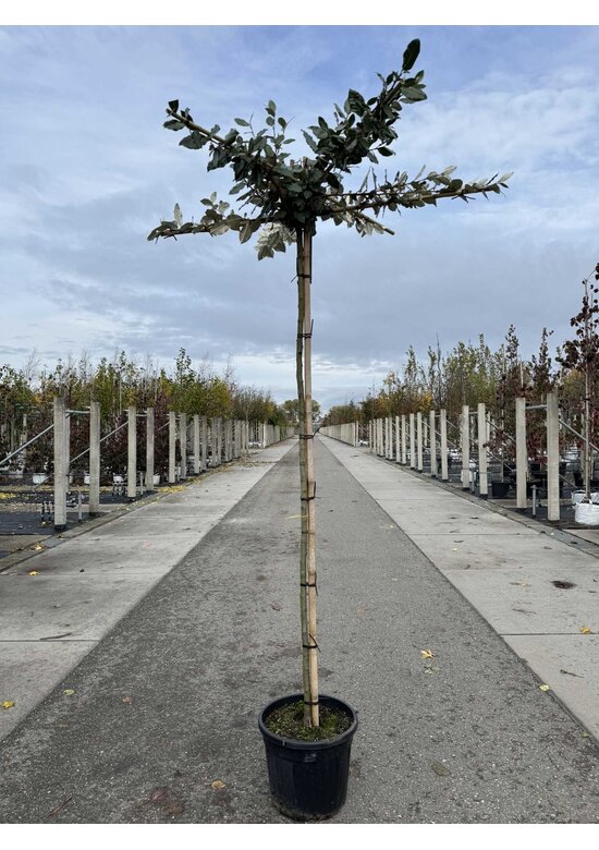 Ölweide Dachbaum | Elaeagnus ebbingei