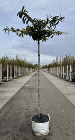 Kirschlorbeer Baum | 3 Jahre Garantie - Venovi
