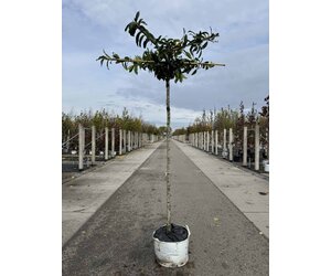 lusitanischer kirschlorbeer Prunus lusitanica / Portugiesischer Kirschlorbeer main image 0