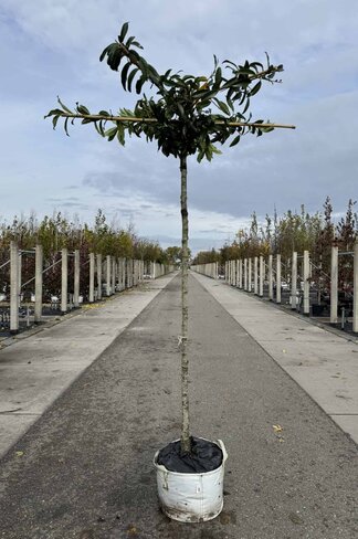 Dachkirschlorbeer | Prunus laurocerasus