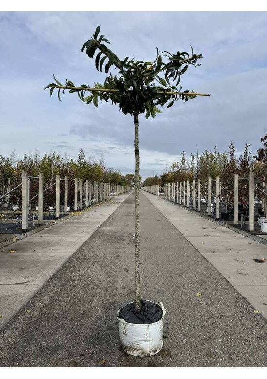 Kirschlorbeer Dachbaum