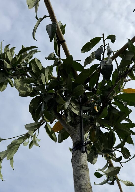 marginata Kiwi Dragon Tree – Dracaena ‘kiwi Cane’ 10