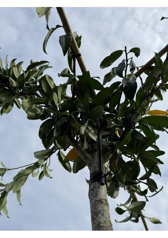 Dachkirschlorbeer | Prunus laurocerasus