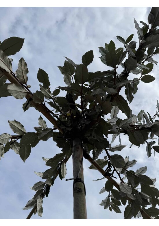 Ölweide Dachbaum | Elaeagnus ebbingei