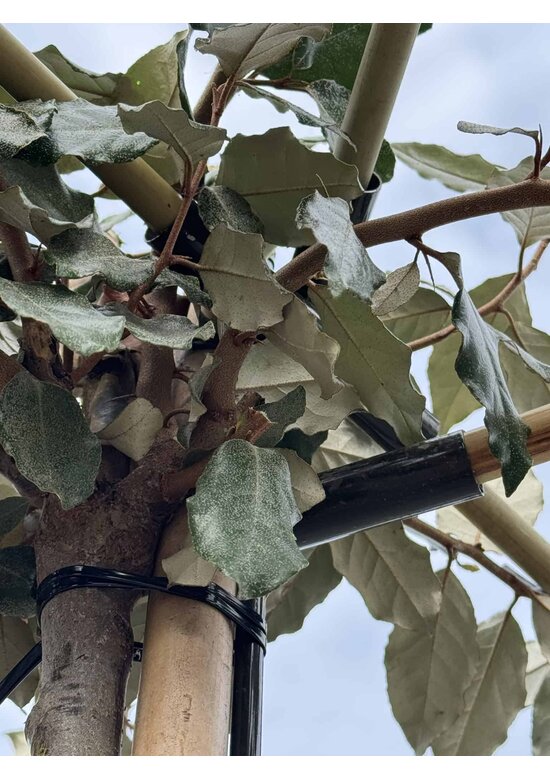 Ölweide Dachbaum | Elaeagnus ebbingei