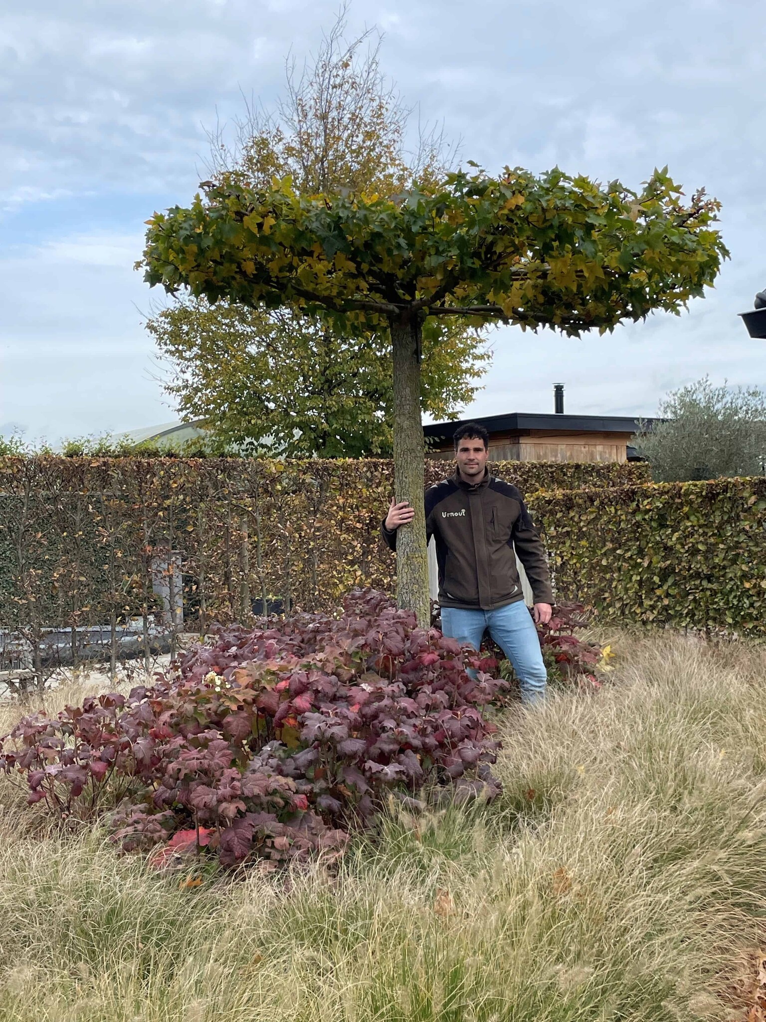 Alternative zur Dachplatane