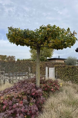 Amberbaum Dachform | Liquidambar styraciflua 'Worplesdon'