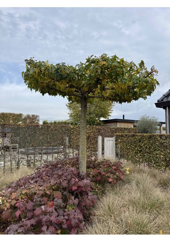 Amberbaum Dachform | Liquidambar styraciflua 'Worplesdon'