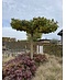 Venovi GmbH Amberbaum Dachform | Liquidambar styraciflua 'Worplesdon'