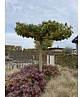 Amberbaum Dachform | Liquidambar styraciflua 'Worplesdon'