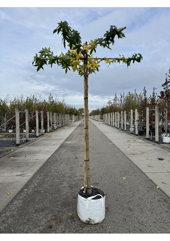 Amberbaum Dachform | Liquidambar styraciflua 'Worplesdon'