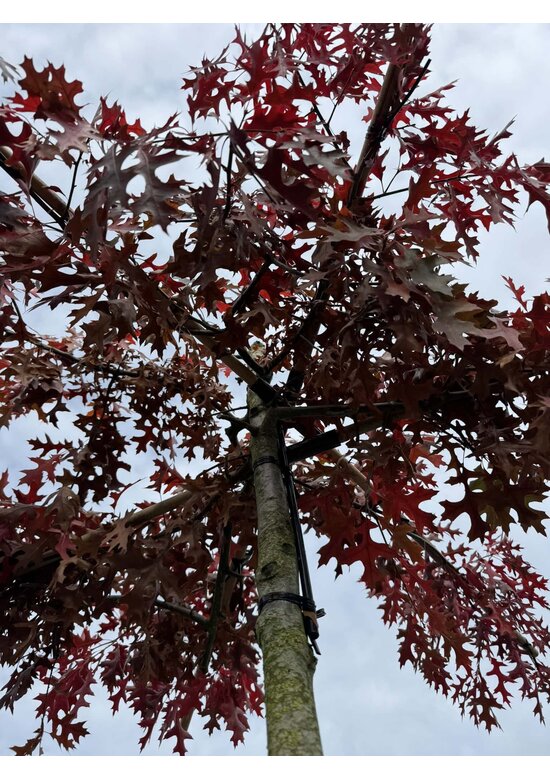 Sumpfeiche dachform | Quercus palustris