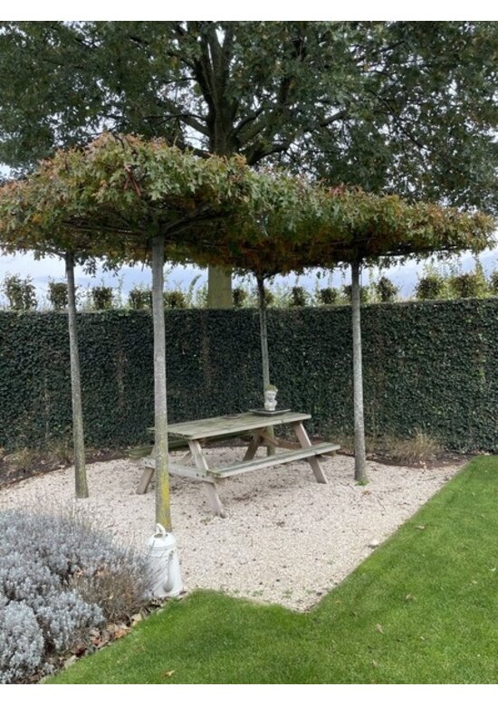 Sumpfeiche dachform | Quercus palustris