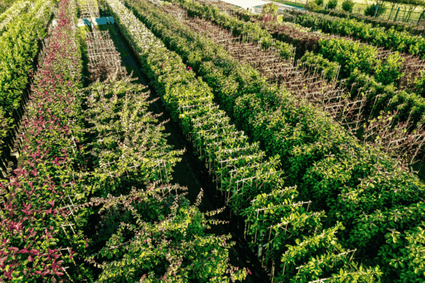 Spalierbäume in der Baumschule von Venovi