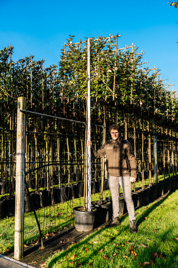 Wie hoch werden spalierbäume 