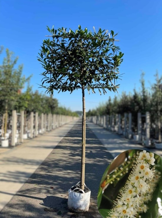 Kaukasischer Kirschlorbeer als Spalier