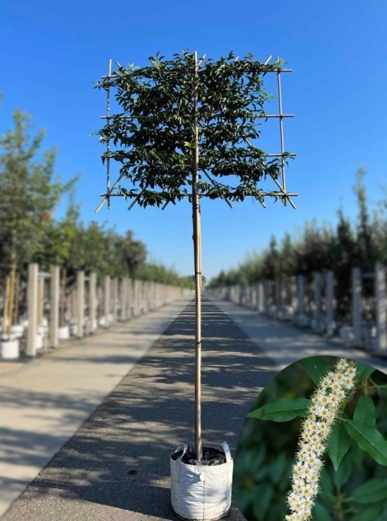 Portugiesischer Kirschlorbeer als Spalier