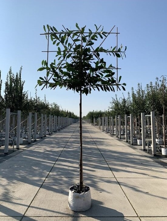 Kirschlorbeer 'Novita' als Spalier