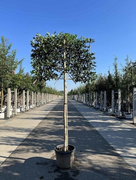 Stechpalme 'Nellie R.Stevens' als Spalier