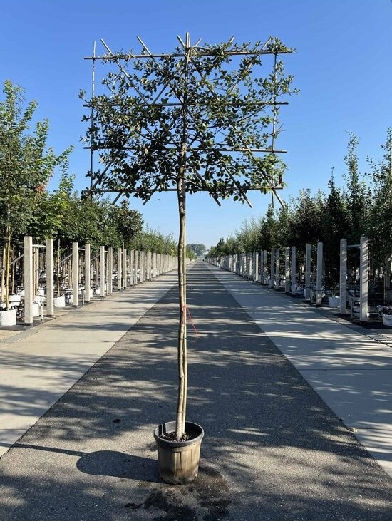 Stein-Eiche als Spalier