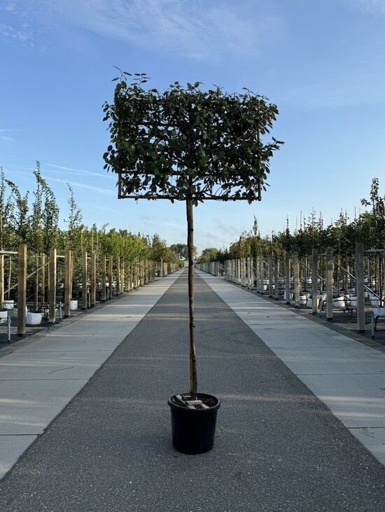 Wintergrüne Ölweide als Spalier