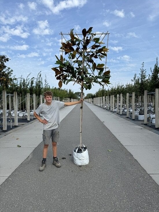 Immergrüne Magnolie als Spalier