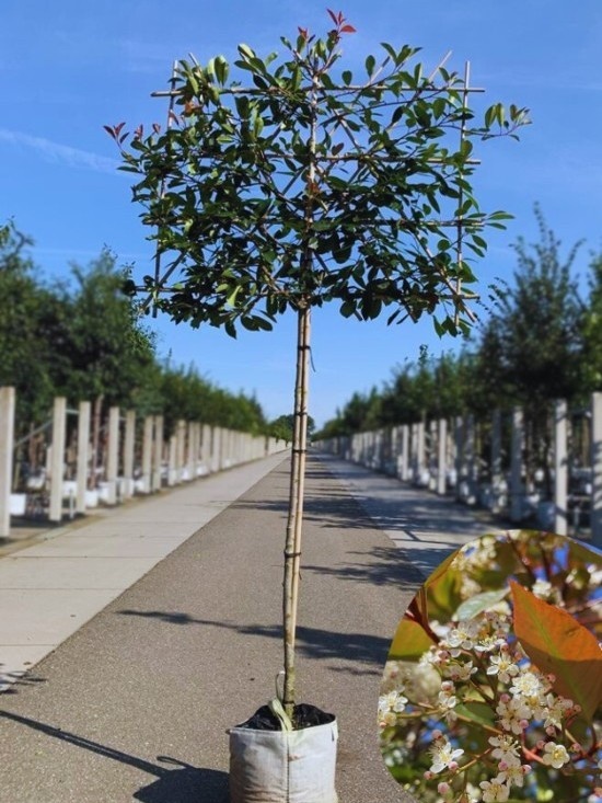 Glanzmispel 'Red Robin' als Spalier