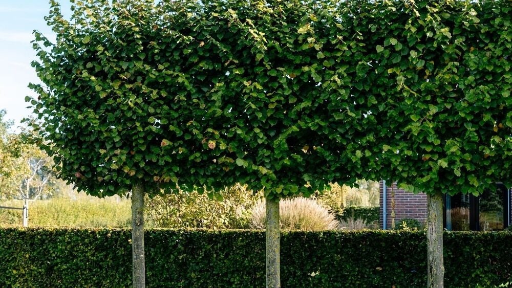 Die besten immergrünen Spalierbäume für Ihren Vorgarten