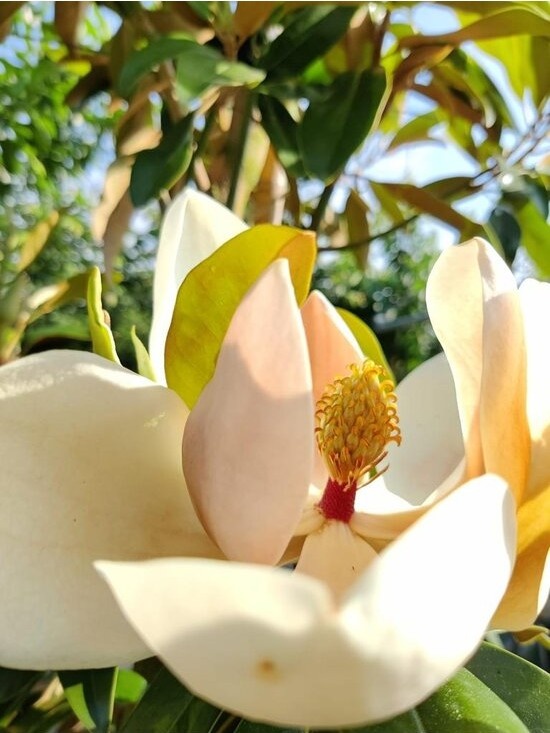 Immergrüne Magnolie als Spalier