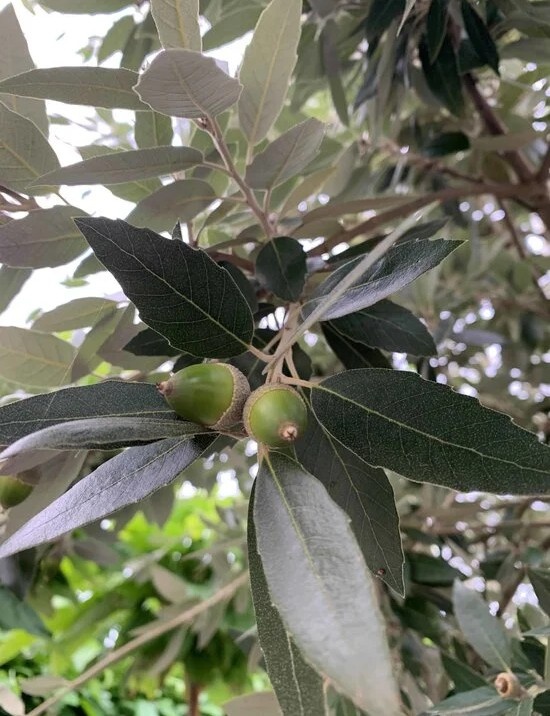 Stein-Eiche als Spalier