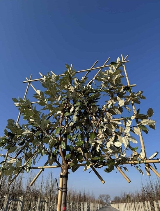 Wintergrüne Ölweide als Spalier