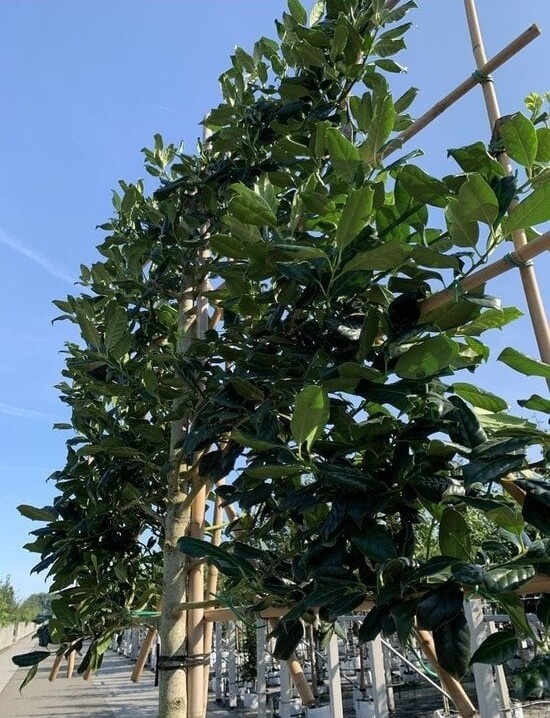 Stechpalme 'Nellie R.Stevens' als Spalier