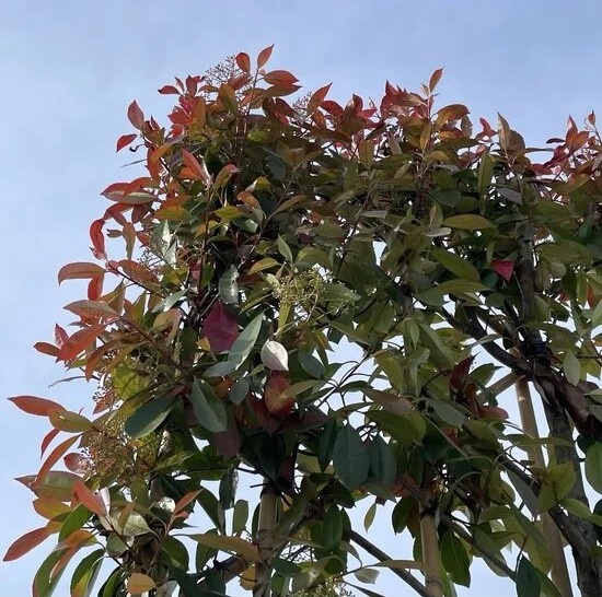 Glanzmispel 'Red Robin' als Spalier