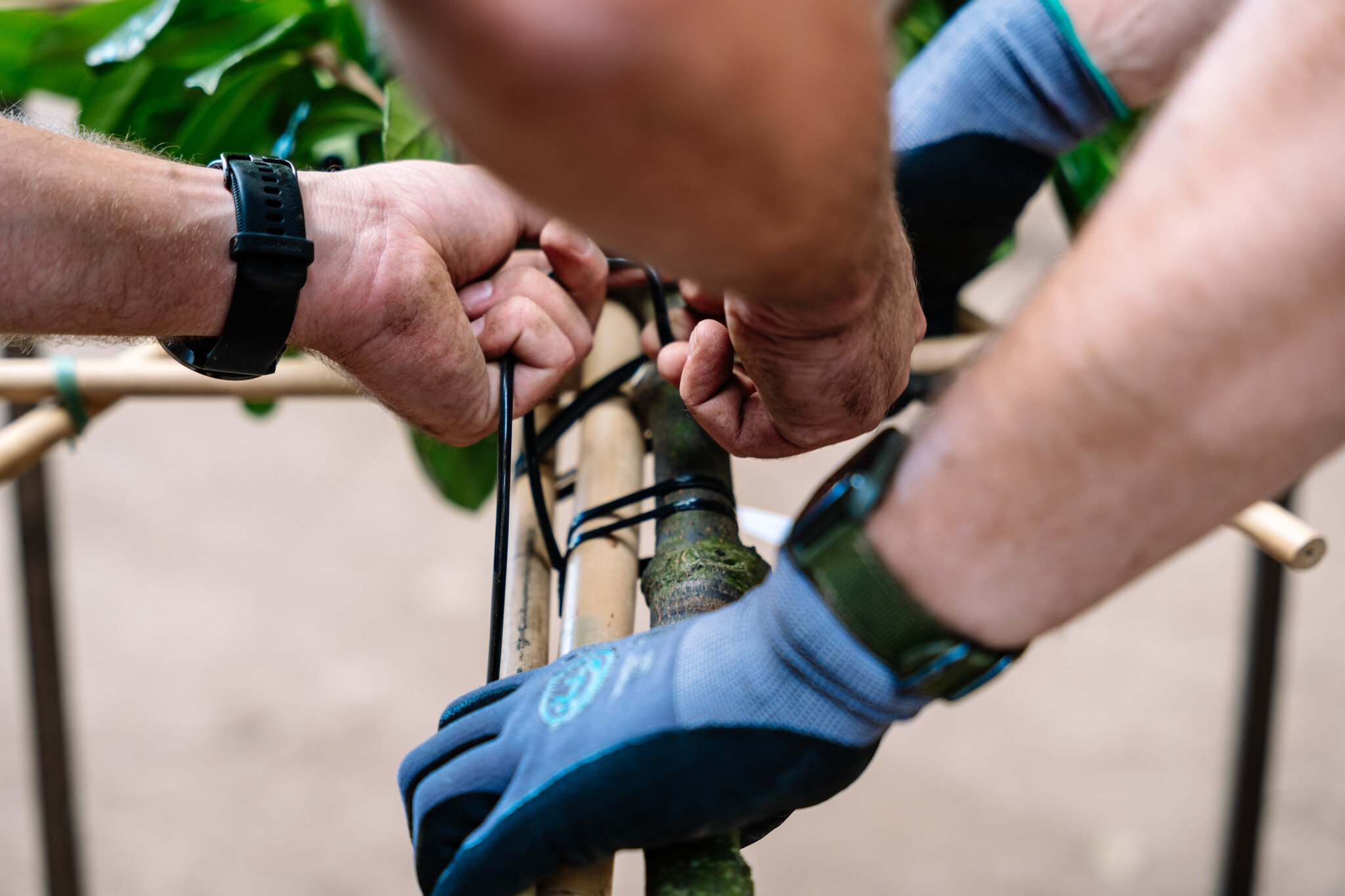 Spalier am Stamm fixieren