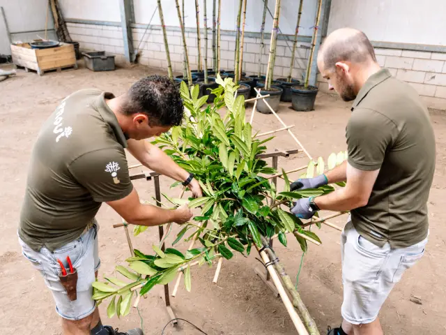 Äste anbinden und in Form bringen
